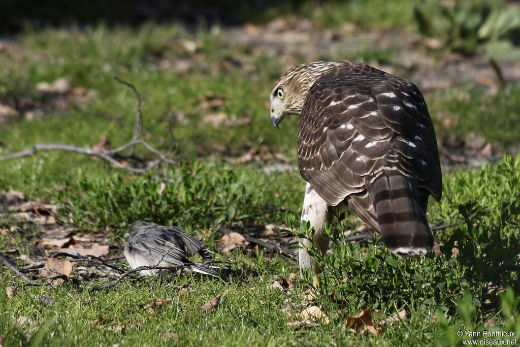 Cooper's Hawk