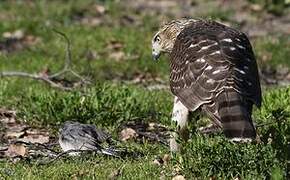 Cooper's Hawk