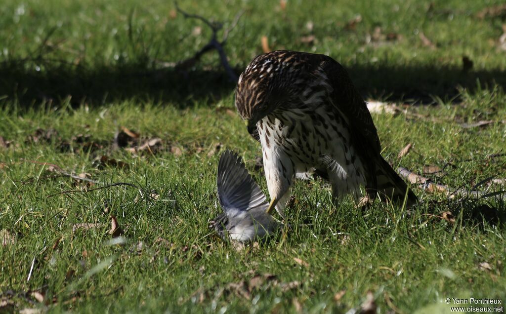 Cooper's Hawk