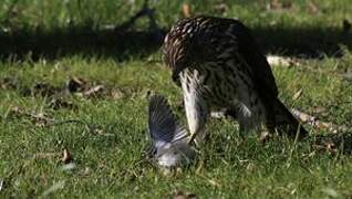 Cooper's Hawk