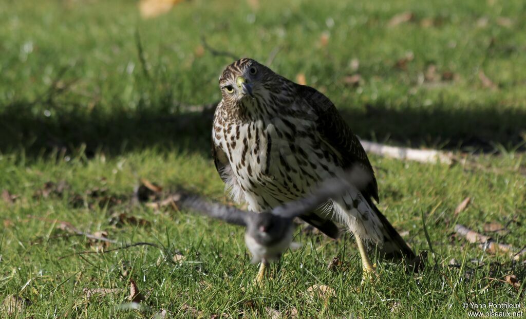 Cooper's Hawk