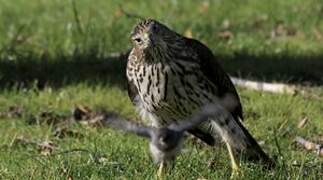 Cooper's Hawk