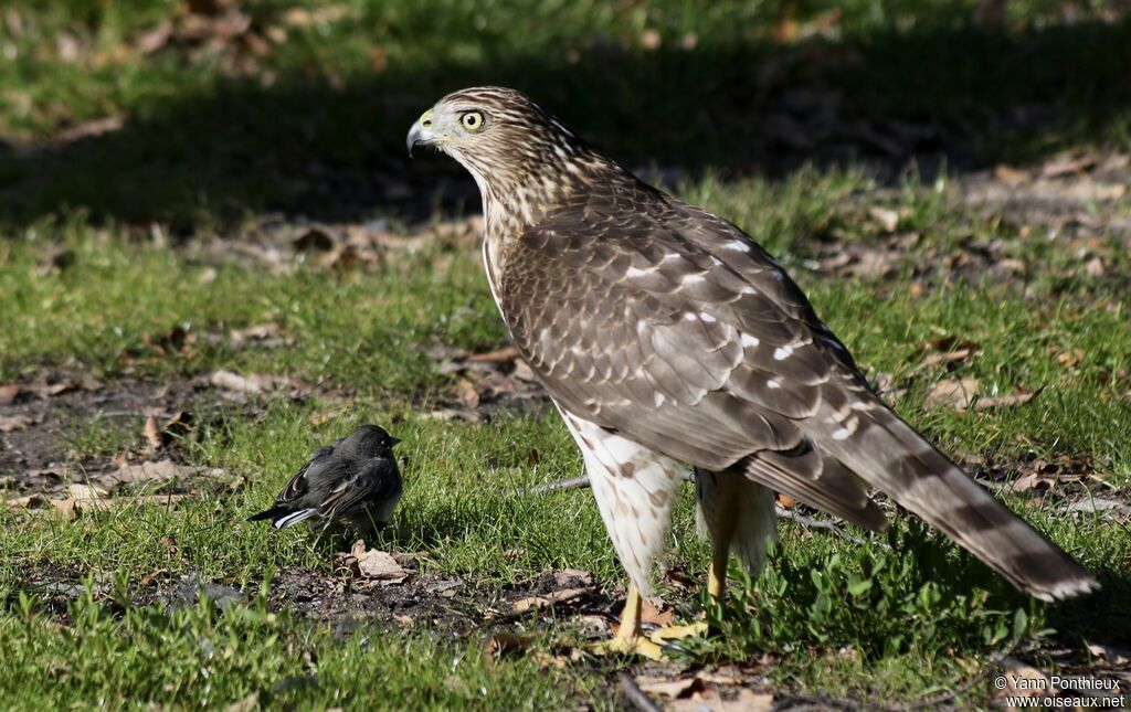 Cooper's Hawk