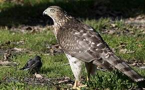 Cooper's Hawk