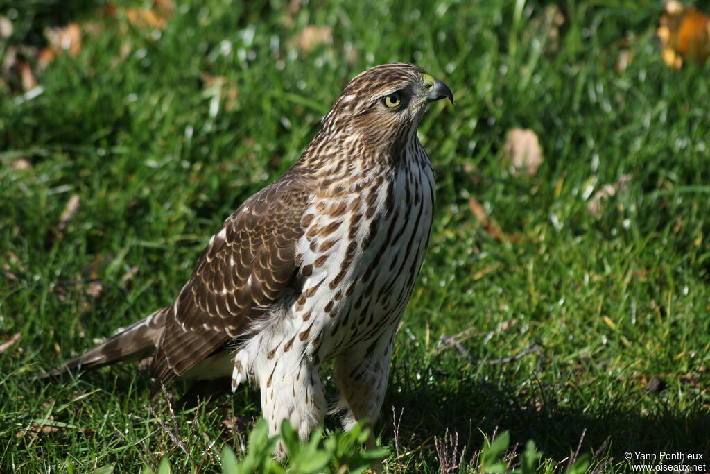 Cooper's Hawk