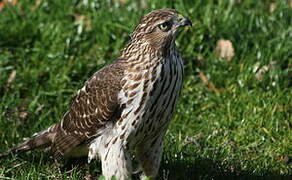 Cooper's Hawk