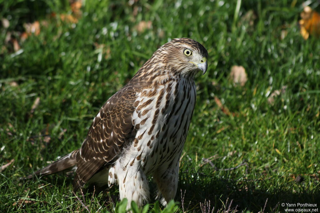 Cooper's Hawk