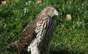 Cooper's Hawk