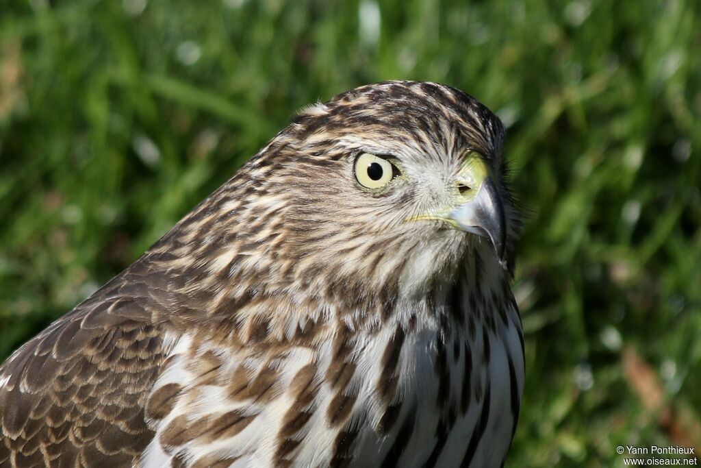 Cooper's Hawk