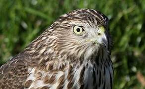 Cooper's Hawk