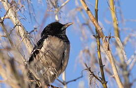 Rosy Starling