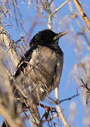 Rosy Starling