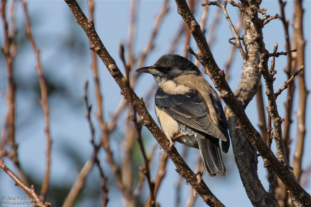 Rosy Starling