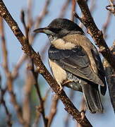 Rosy Starling