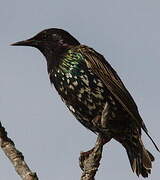 Common Starling