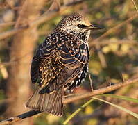 Common Starling