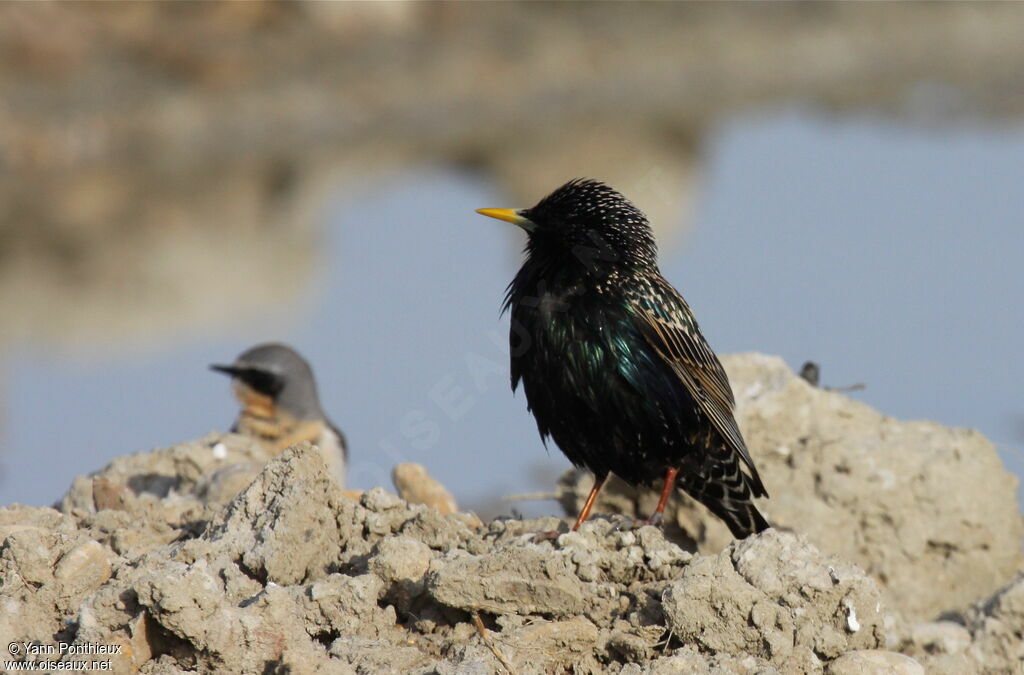 Common Starlingadult breeding