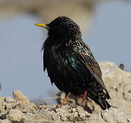 Common Starling