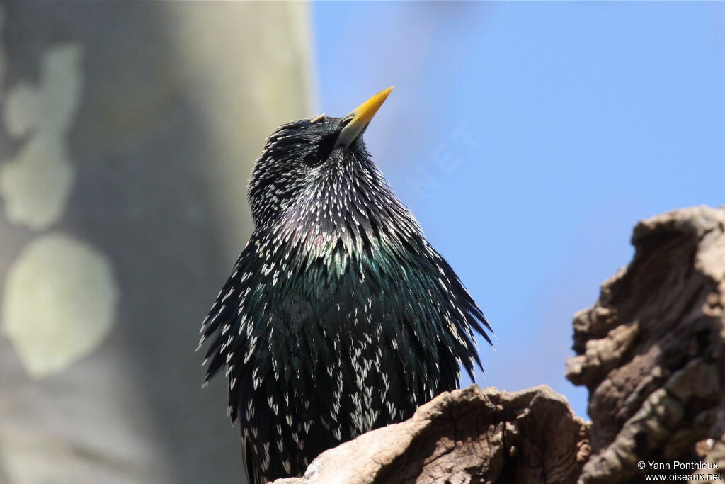 Common Starlingadult breeding, close-up portrait, aspect, pigmentation