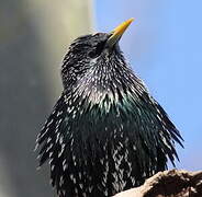 Common Starling