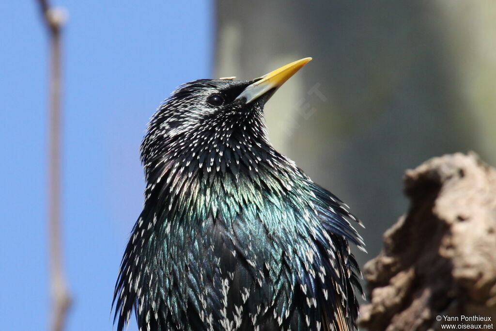 Common Starlingadult breeding, close-up portrait, aspect, pigmentation