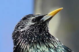 Common Starling