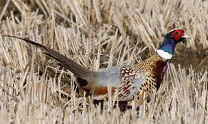 Common Pheasant