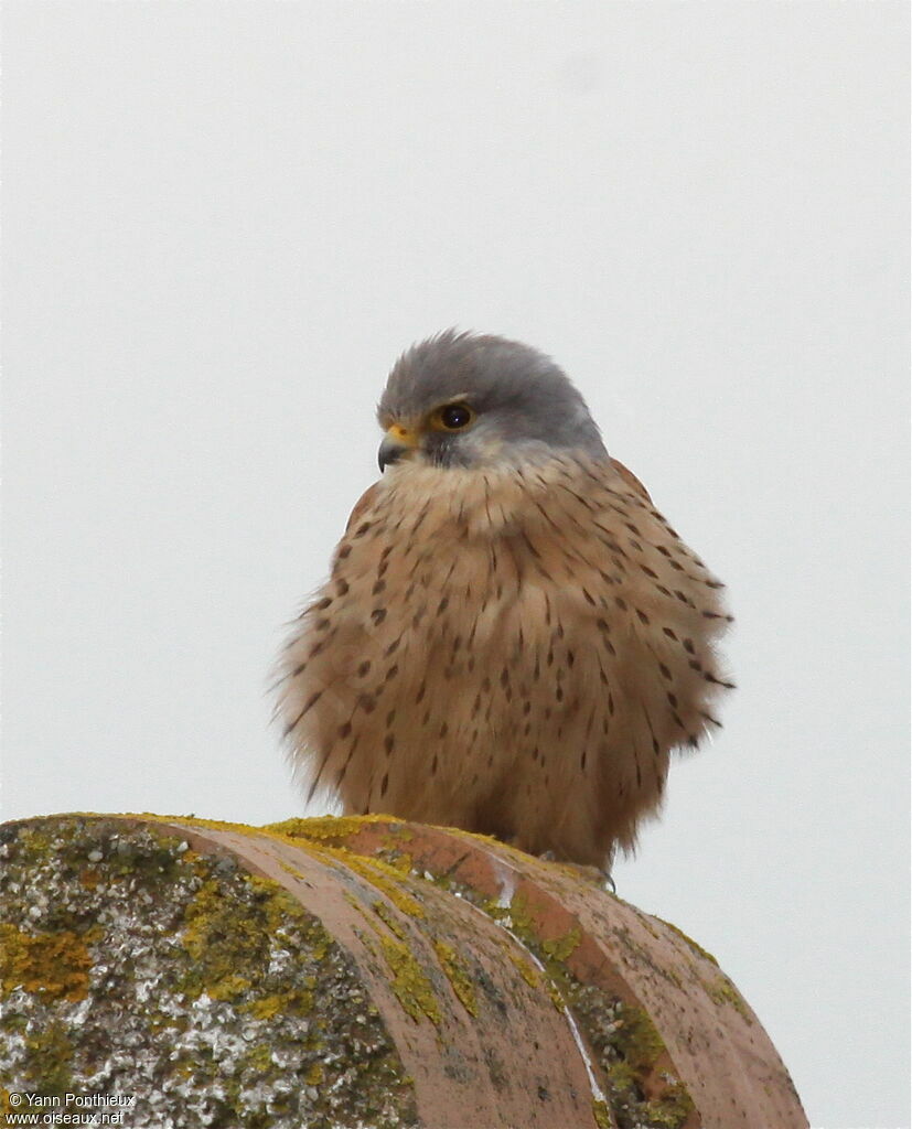 Common Kestrel