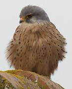 Common Kestrel