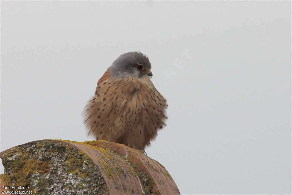 Common Kestrel male adult, close-up portrait