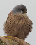 Common Kestrel