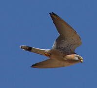 Lesser Kestrel