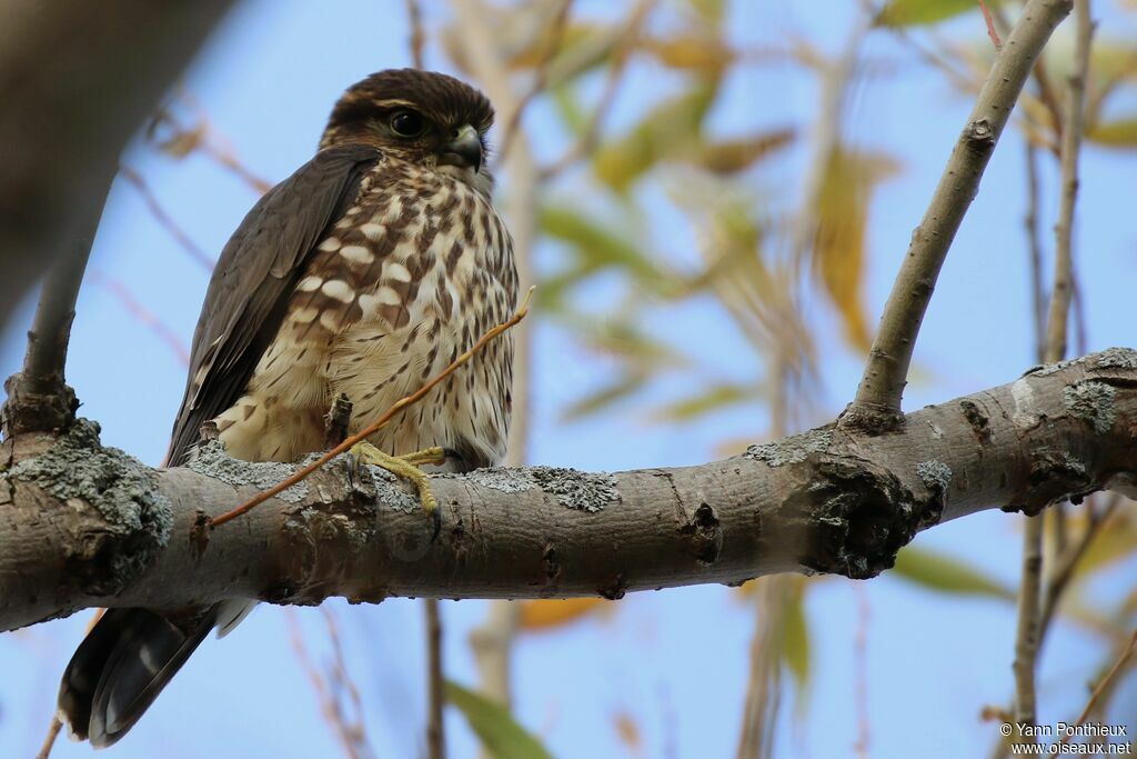 Merlin