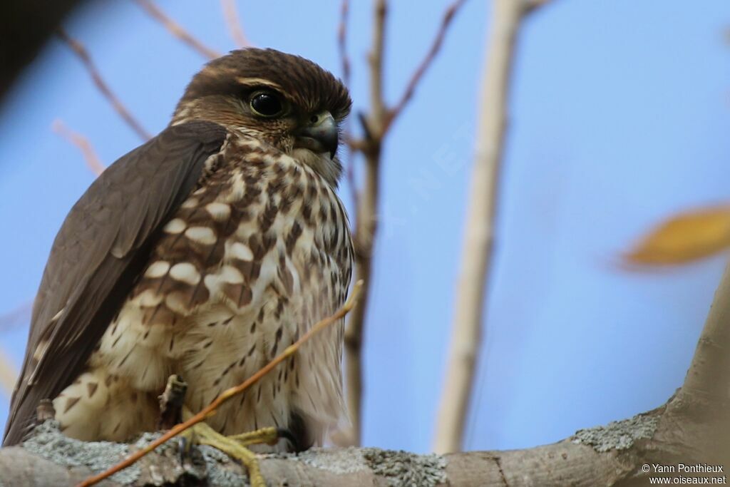 Merlin