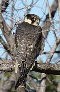 Eurasian Hobby