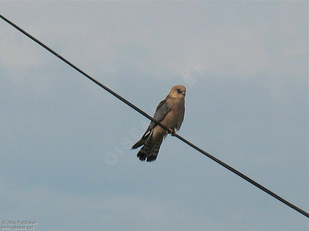 Red-footed Falcon female