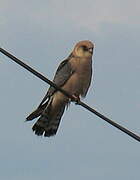 Red-footed Falcon