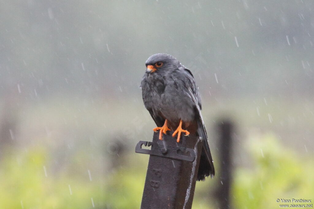 Red-footed Falcon male adult