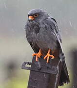 Red-footed Falcon