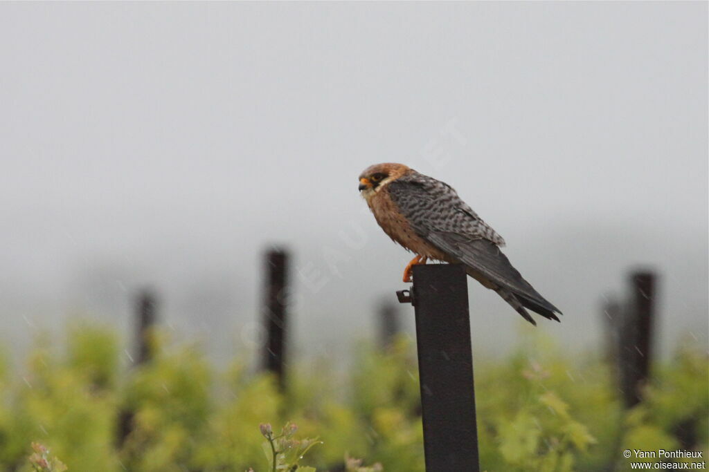 Red-footed Falcon female adult