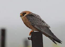 Red-footed Falcon