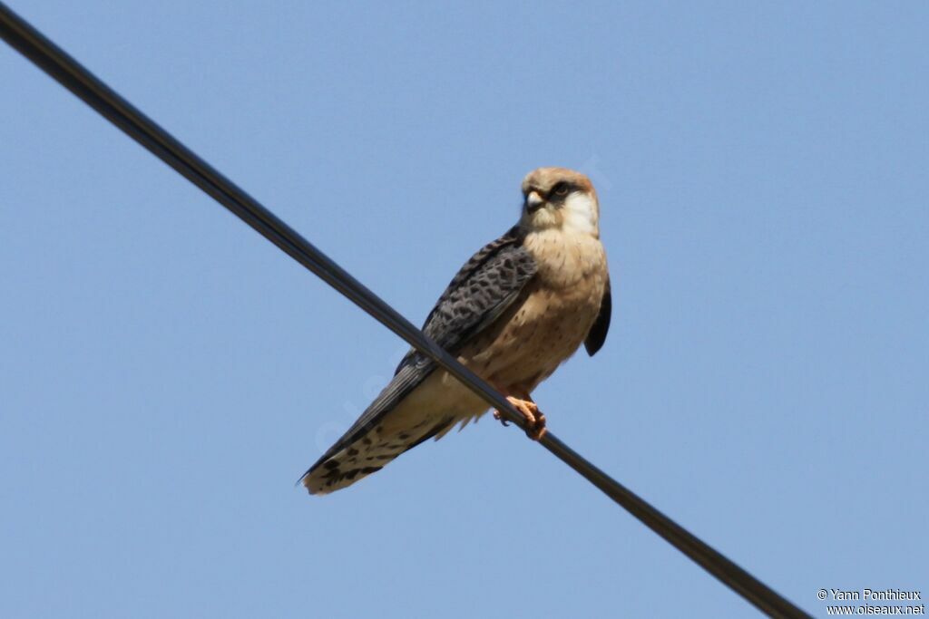 Red-footed Falcon