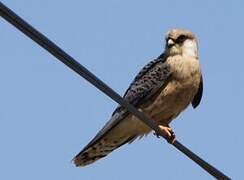 Red-footed Falcon