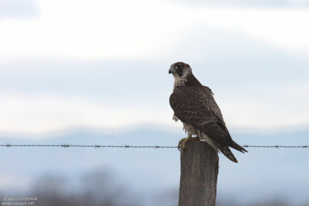 Peregrine Falconimmature