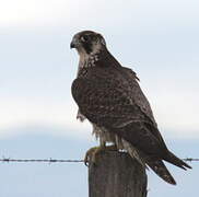 Peregrine Falcon