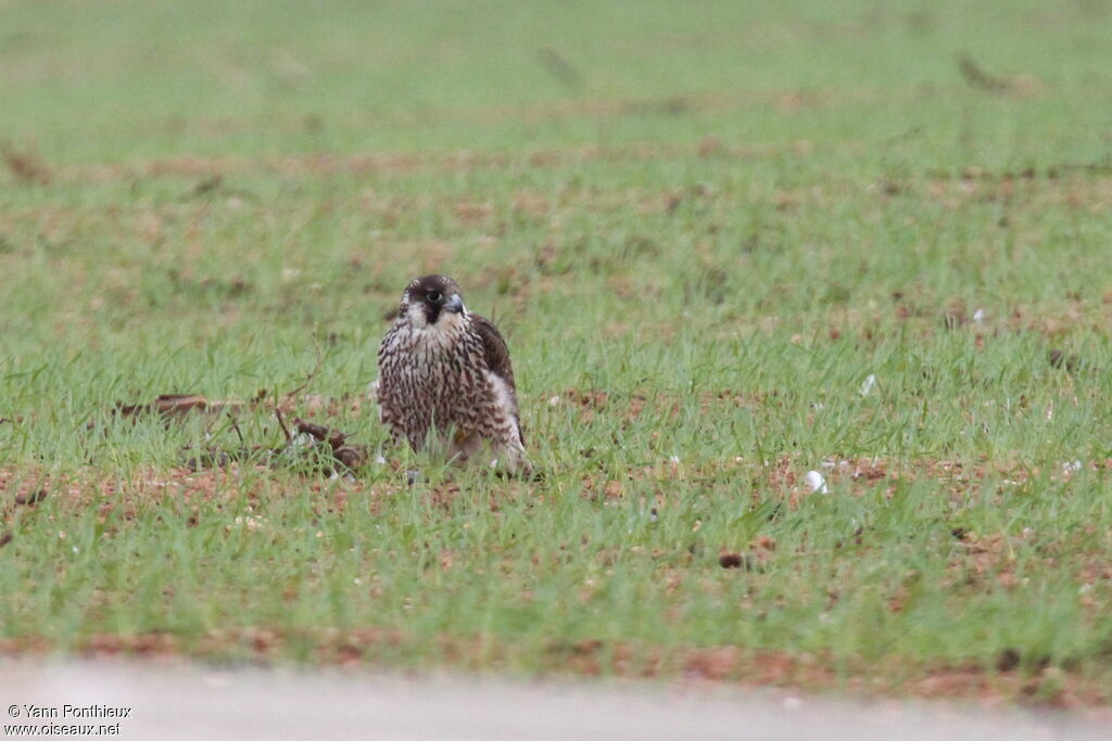 Peregrine Falconimmature