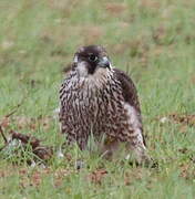 Peregrine Falcon