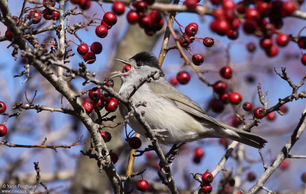 Eurasian Blackcap male adult, feeding habits