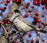 Eurasian Blackcap