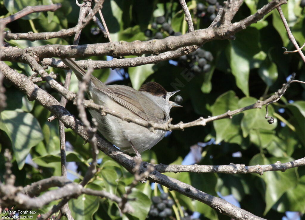 Eurasian Blackcap male